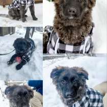 Шикарные щенки метисы овчарки бесплатно, в Москве