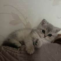 Вислоухий шотландский котенок, в Ставрополе