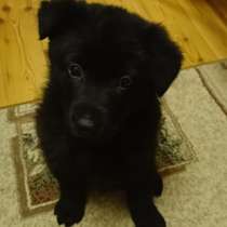 Немецкая Овчарка, в Ессентуках