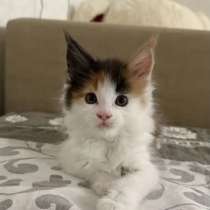 Котенок Мейн-кун, в Новосибирске