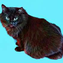 Нюша и Плюша в поиске дома, в Москве