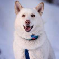 Красавчик Амир в добрые руки, в Москве