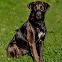 Чудесная собачка Шоколадка ищет дом, в Москве