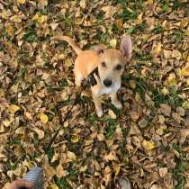 Отдам собачку в хорошие руки, в Новокузнецке