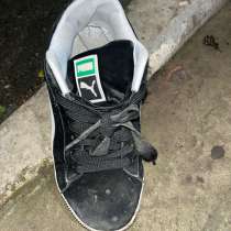 Настоящая пума, в Миллерово