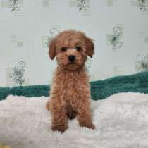 Щенки Той Пуделя, в Малоярославце