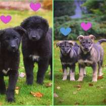 Щенки даром, в Москве