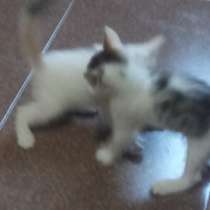 Три чудесных котенка в любящие руки, в г.Тбилиси