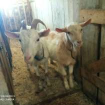 Продам козу дойную молочную,2года(+вместе с козлом 7месяцев), в Ревде