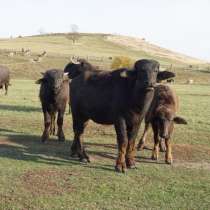 Продается Азиатский буйвол, в Липецке