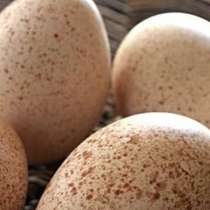Продам срочно икупационное яйцо индейки, в Севастополе