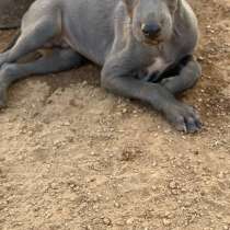 Italian greyhounds Blue Boy 3 months AKC registration, veter, в г.Фресно