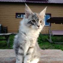 Продается котенок мейн-кун, в Кемерове