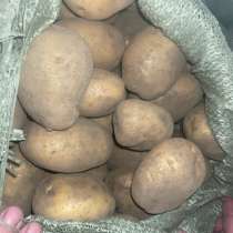 Картофель крупный, в Иванове