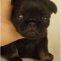 Щенки Брюссельский Гриффон и брабансон высокого качества, в Москве