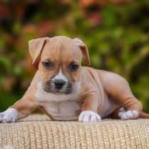 Щенки амстафа, в Самаре