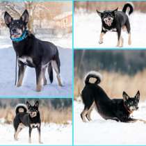 Пёс Мэйсон даром, в Москве