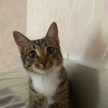 Котёнок, в Казани