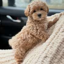 Мальтипу крем, в г.Минск