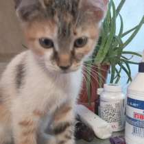 Котята в добрые руки, в г.Донецк
