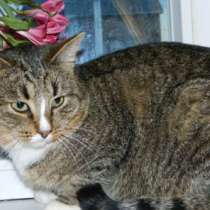 Отдам даром Полосатый кот в добрые руки., в Санкт-Петербурге