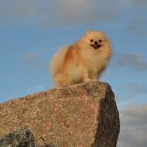 МИниатюрная взрослая девочка померанского шпица, в Санкт-Петербурге