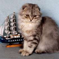 Арчибальд, в Санкт-Петербурге