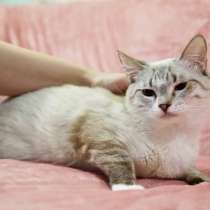 Тайский котенок-подросток Маффин ищет дом, в Москве
