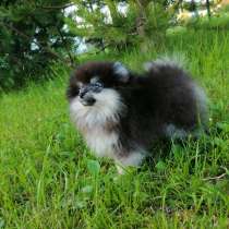 Pomeranian, в г.Abbecourt