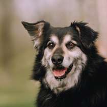 Пушистая весёлая Дакота ищет семью, в Москве