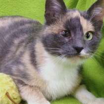 Отдам кошку Матильду в добрые руки, в Москве