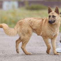 Собака Метис Малинуа, в Москве