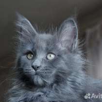 Полидакты мейкуны котята, в Москве