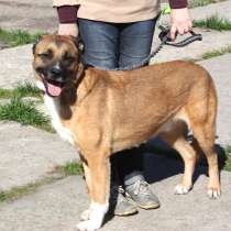 Добраый, ласковый Тоша -собака компаньон очень ждет свою сем, в Москве