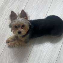 Продам собаку Йорк, в Краснодаре