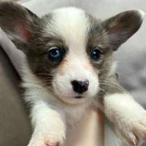 Корги кардиган, в Павловском Посаде