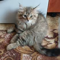 Сибирские котята, в г.Бендеры