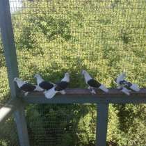 Горьковские смурые голуби, в Нижнем Новгороде