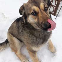 Бесплатно ваш щенок в ваши заботливые хорошие руки, в Москве