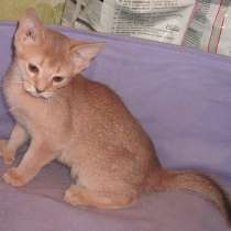 Абиссинская кошечка - талисман на удачу, в Москве