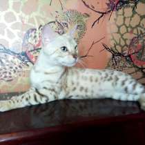 Бенгальская девочка-минк в разведение, в Санкт-Петербурге