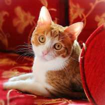 Котик Боня - комнатное солнышко! В добрые руки, в Москве