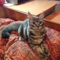 Великолепная красавица кошечка мейн кун, в Москве