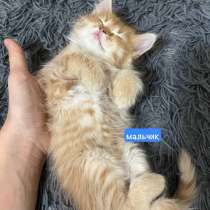 Котята рыжие, в Лениногорске