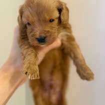 Мальтипу, в Екатеринбурге