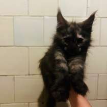 Котята мейн-кун, в Нижнем Новгороде