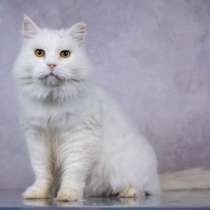 Белая пушистая крупная кошка Шанель в добрые руки, в Москве