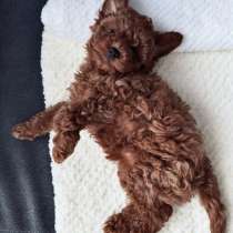 Той-пудель, в Москве