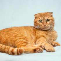 Рыжая шотландская вислоухая кошка Манго в добрые руки, в Москве