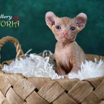 Котята Sphynx, Elf, DWELF, в г.Хайфа